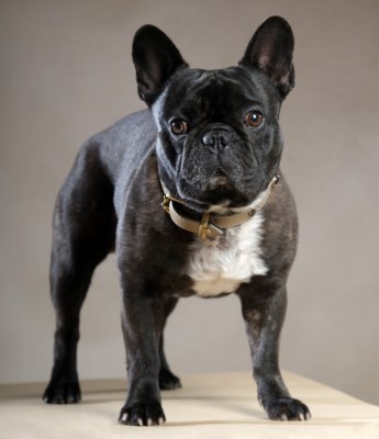 Bennington von den Echelon