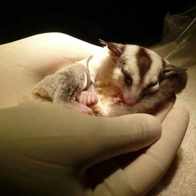 Ein Kurzkopf-Flugbeutler erwacht aus der Narkose