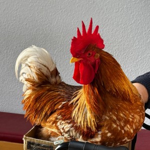 Ein Kurzkopf-Flugbeutler erwacht aus der Narkose